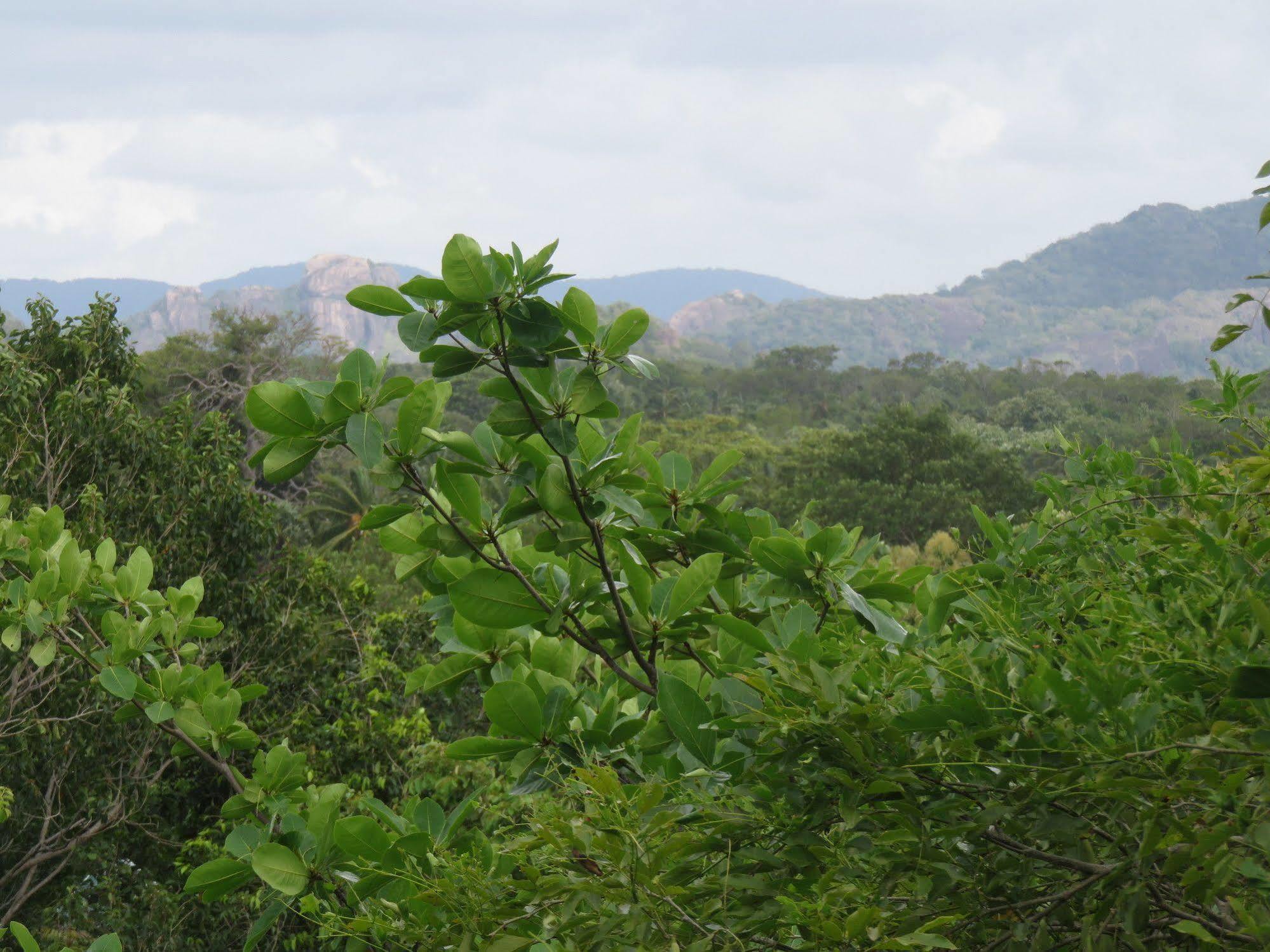Nice Place Resort Dambulla Exterior photo
